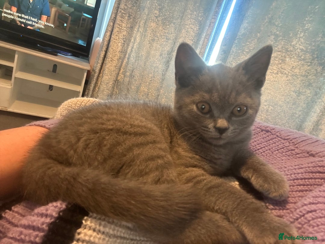 British Shorthair cats for sale: Grey (Blue) British ShortHair Male - Image 3