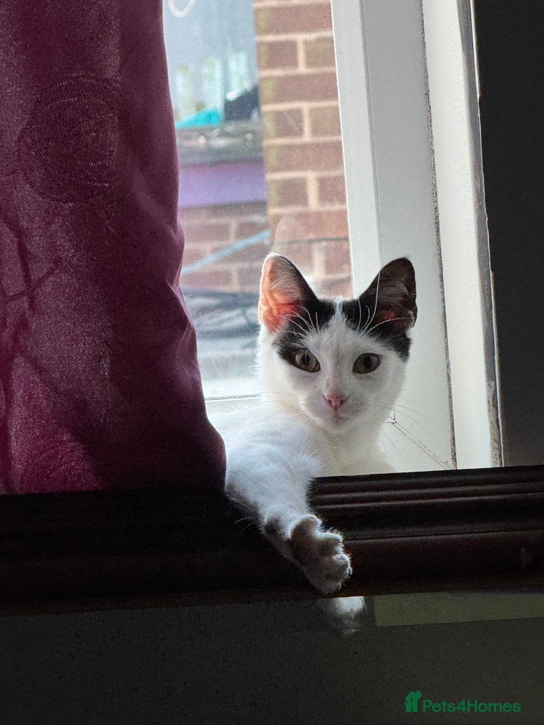 Mixed Breed cats for sale: My baby Luna - Advert 5