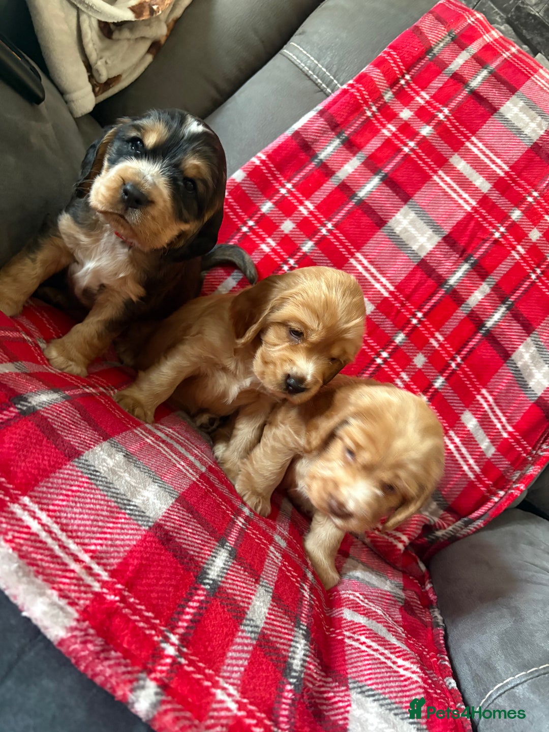Cocker Spaniel dogs for sale: Show type cocker spaniel pups - Advert 16
