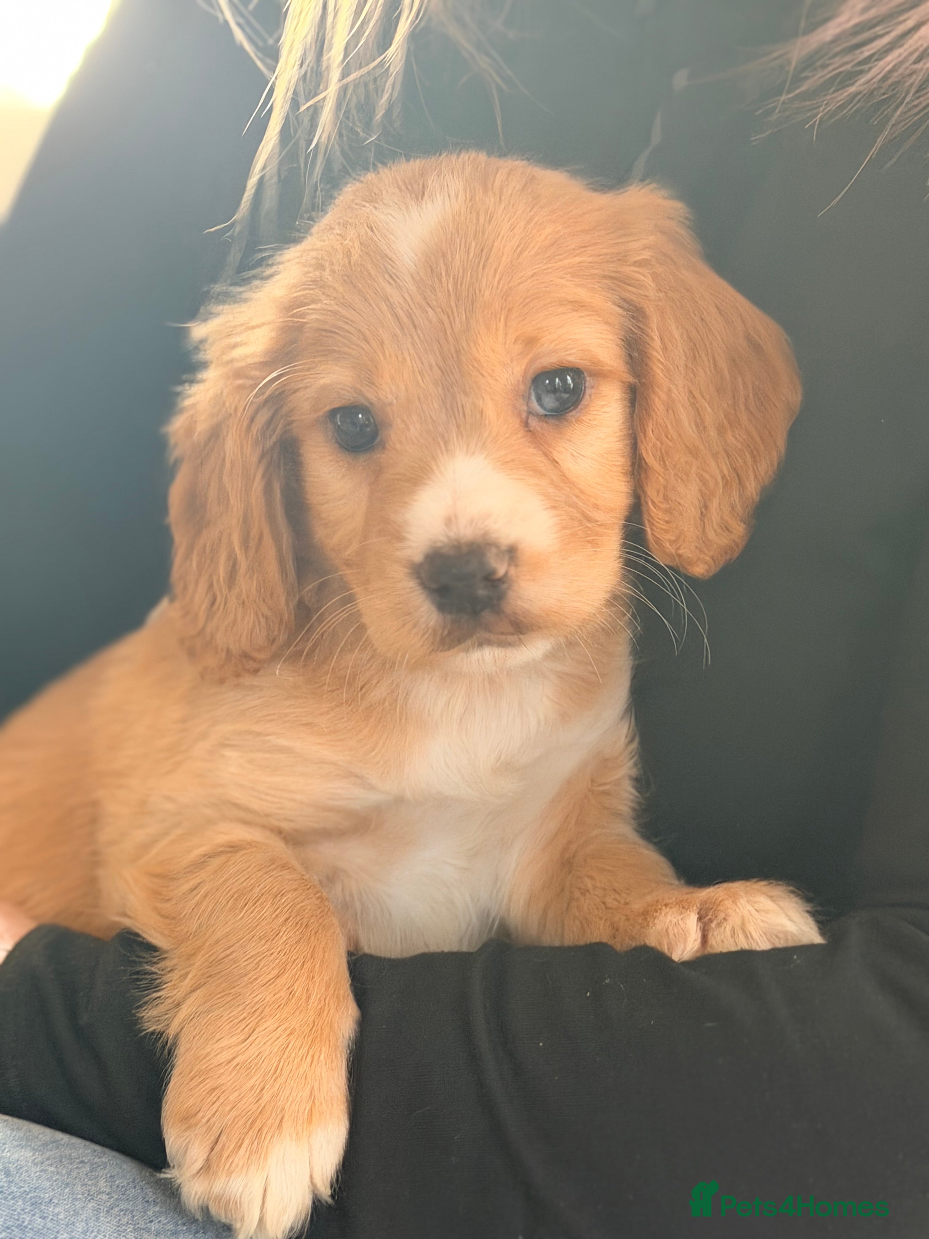 Cocker Spaniel dogs ⭐️ LAST WORKING SPANIEL BOY AVAILABLE⭐️ - Advert 14