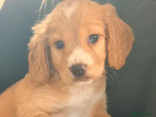 Cocker Spaniel dogs ⭐️ LAST WORKING SPANIEL BOY AVAILABLE⭐️ - Advert 14