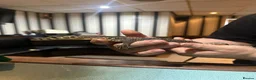 Monitor reptiles for sale: Asian water monitor  in Abergavenny - Advert 2