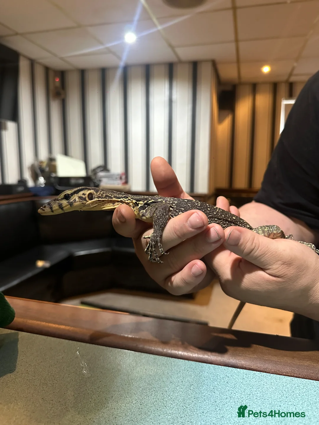 Monitor reptiles for sale: Asian water monitor  in Abergavenny - Advert 2