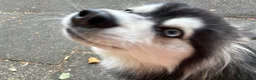 Pomsky dogs for sale: Exceptional F3 Pomsky - Great with Kids in London - Advert 2