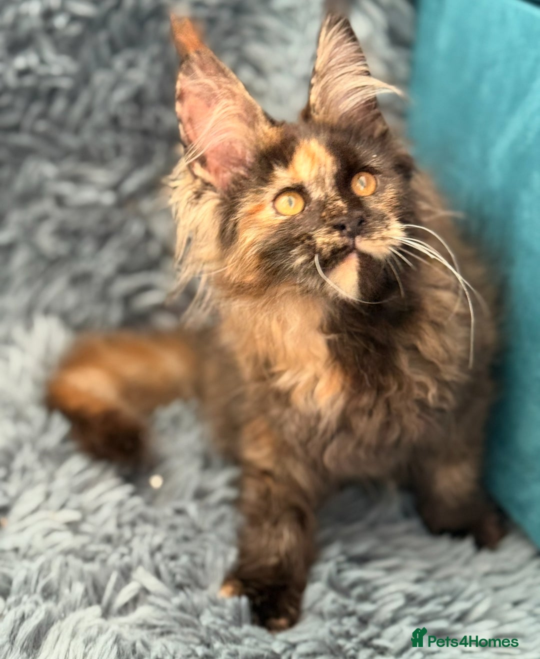 Maine Coon cats for sale: European Blood Lines GCCF Reg Main Coon Kittens  - Image 10
