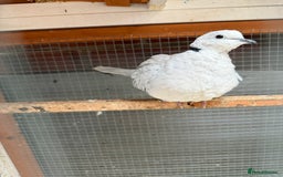 Doves birds for sale: Ring neck doves - Image 8