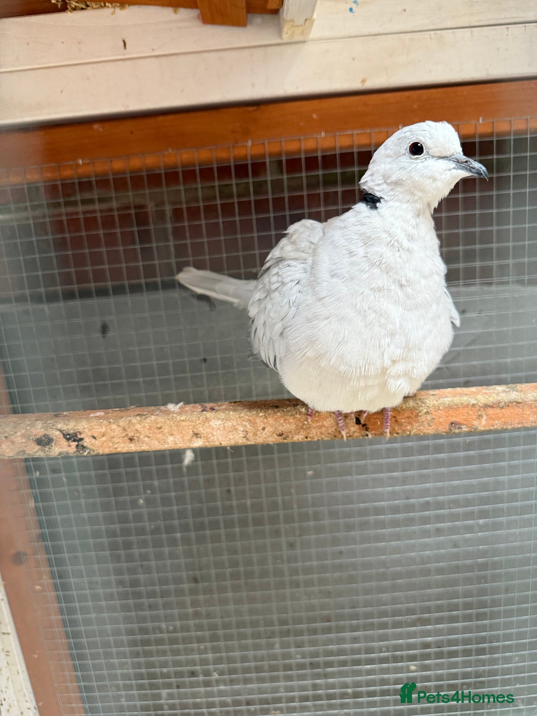 Doves birds for sale: Ring neck doves - Image 8