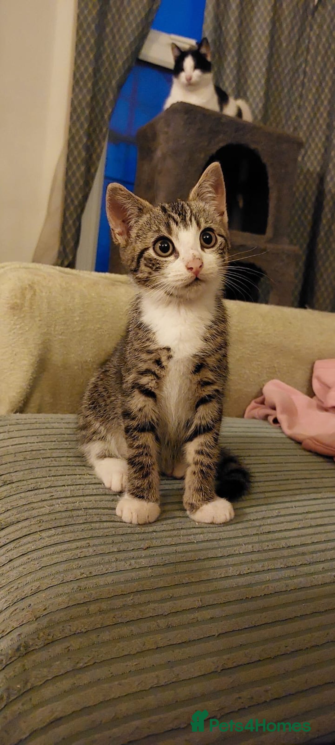 Mixed Breed cats for sale: Beautiful, lively, loving kittens  - Advert 4