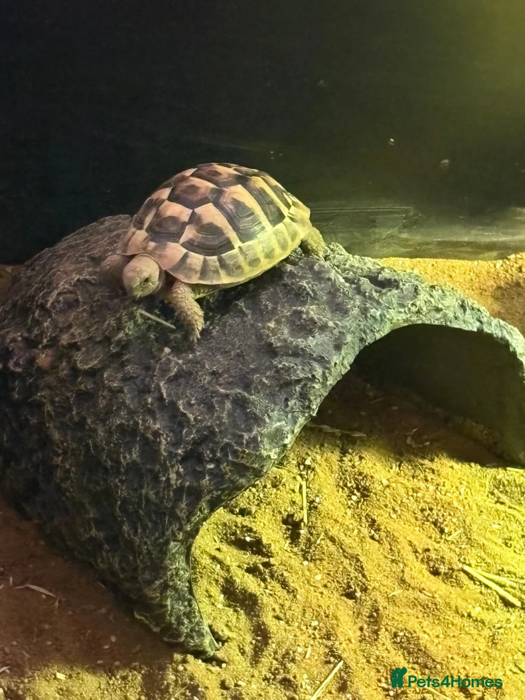 Hermann Tortoise reptiles for sale: Hermaan tortoise  in Leicester - Advert 1