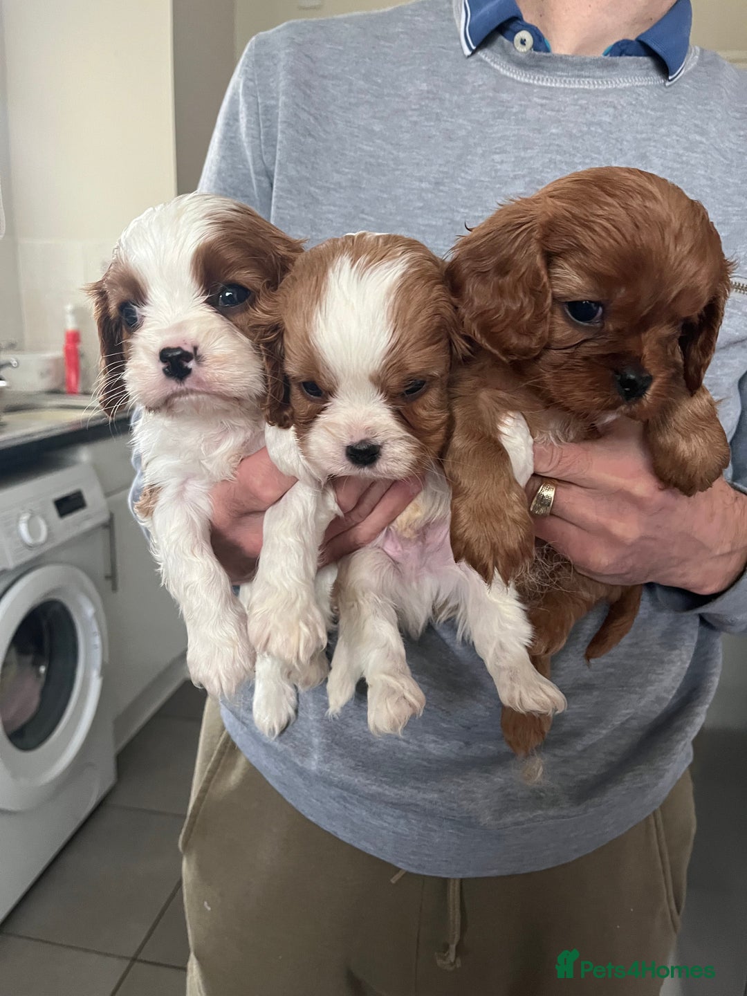 Cavalier King Charles Spaniel dogs for sale: Cavalier King Charles puppies - Advert 4