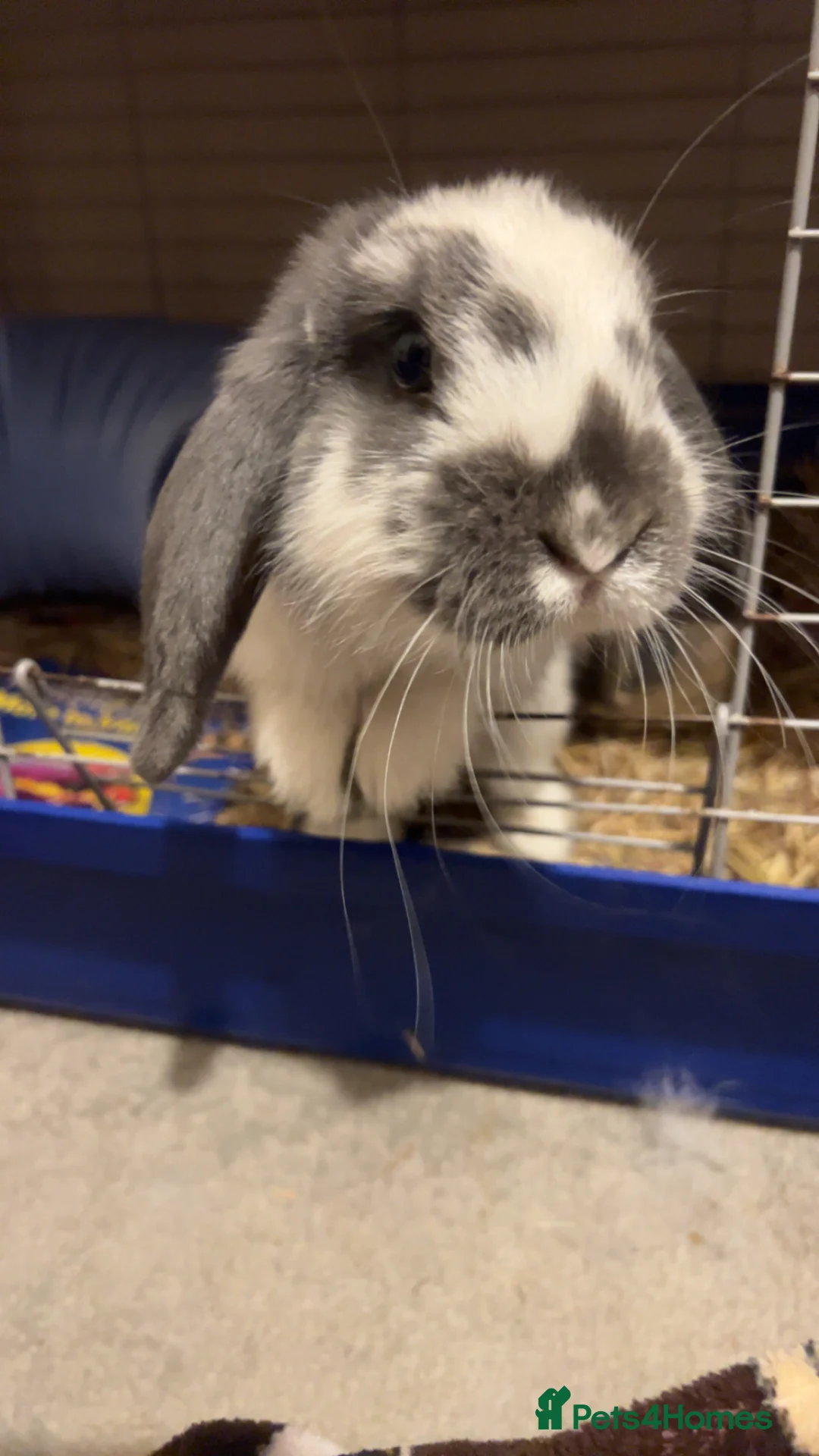 Mini Lop rabbits for sale: lovely female bunny requires new home  - Advert 2