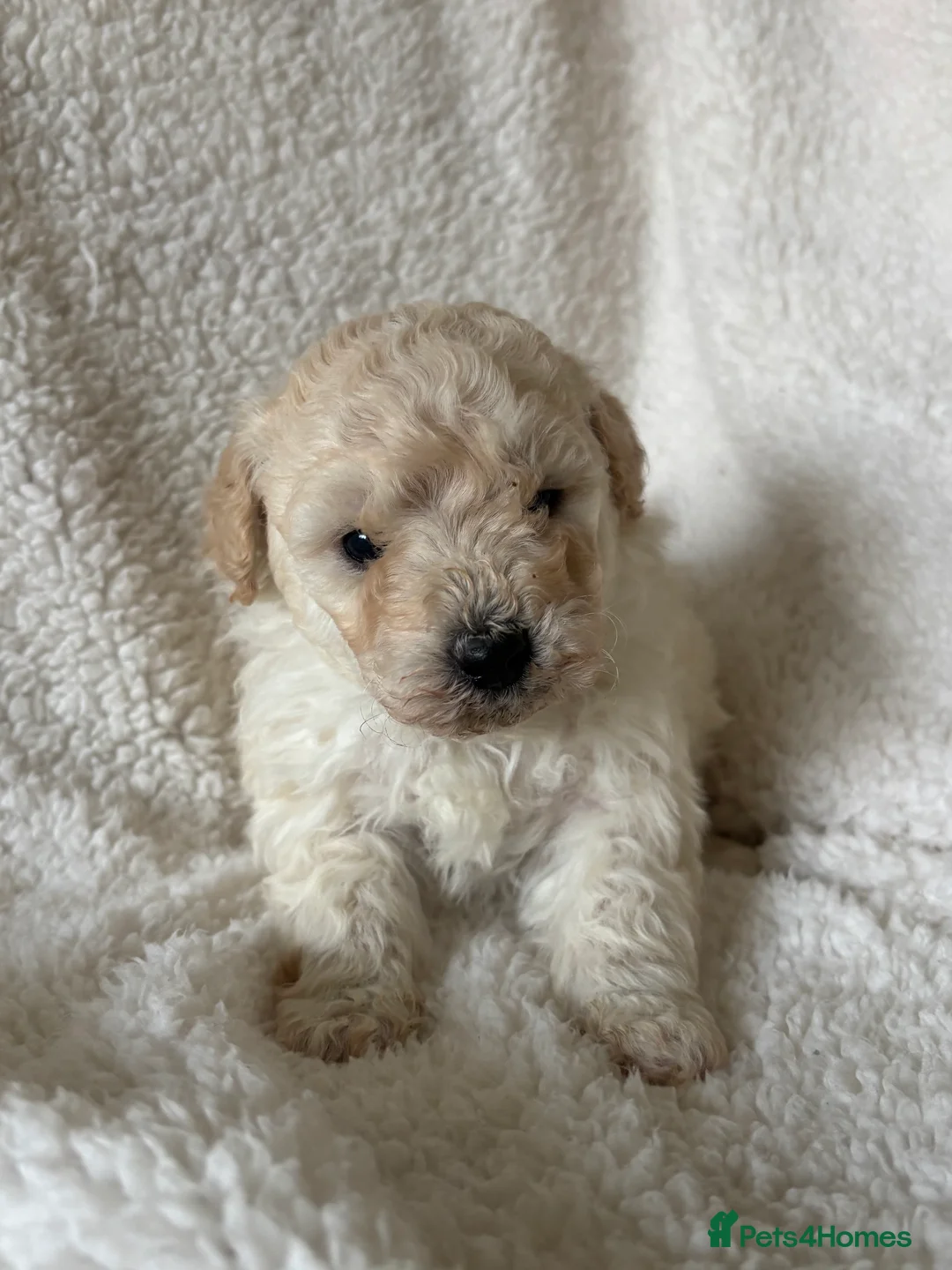 Poochon dogs for sale: One boy remaining - Advert 32