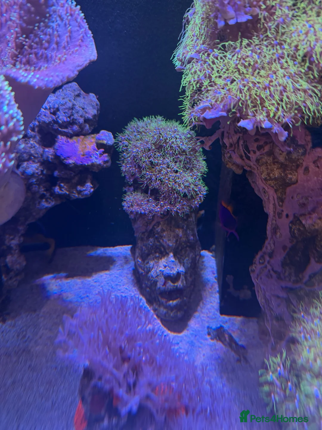 Other/Mixed Breed fish for sale:  Marine Tank Shutdown – Full Livestock Package  in London - Advert 11