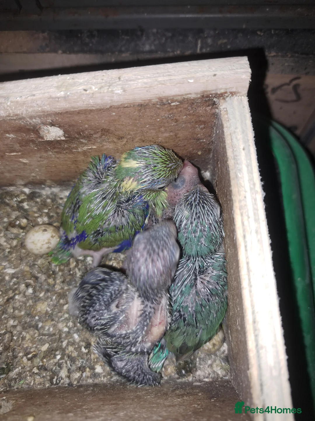 Parakeets birds for sale: 2 young parrolets  - Advert 4