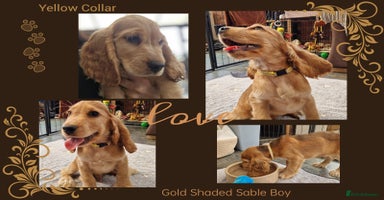 Cocker Spaniel dogs - Advert 4