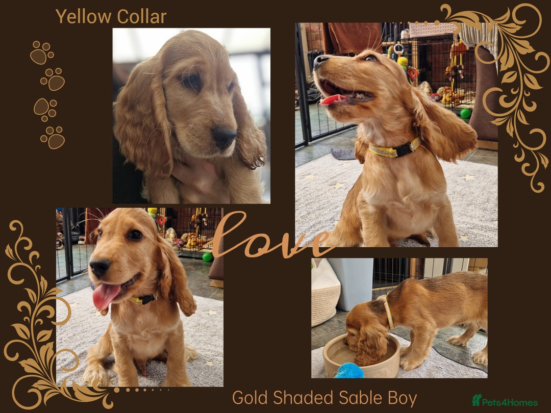 Cocker Spaniel dogs for sale: Applejacks Pedigree Show Cocker Spaniel Puppies - Image 1