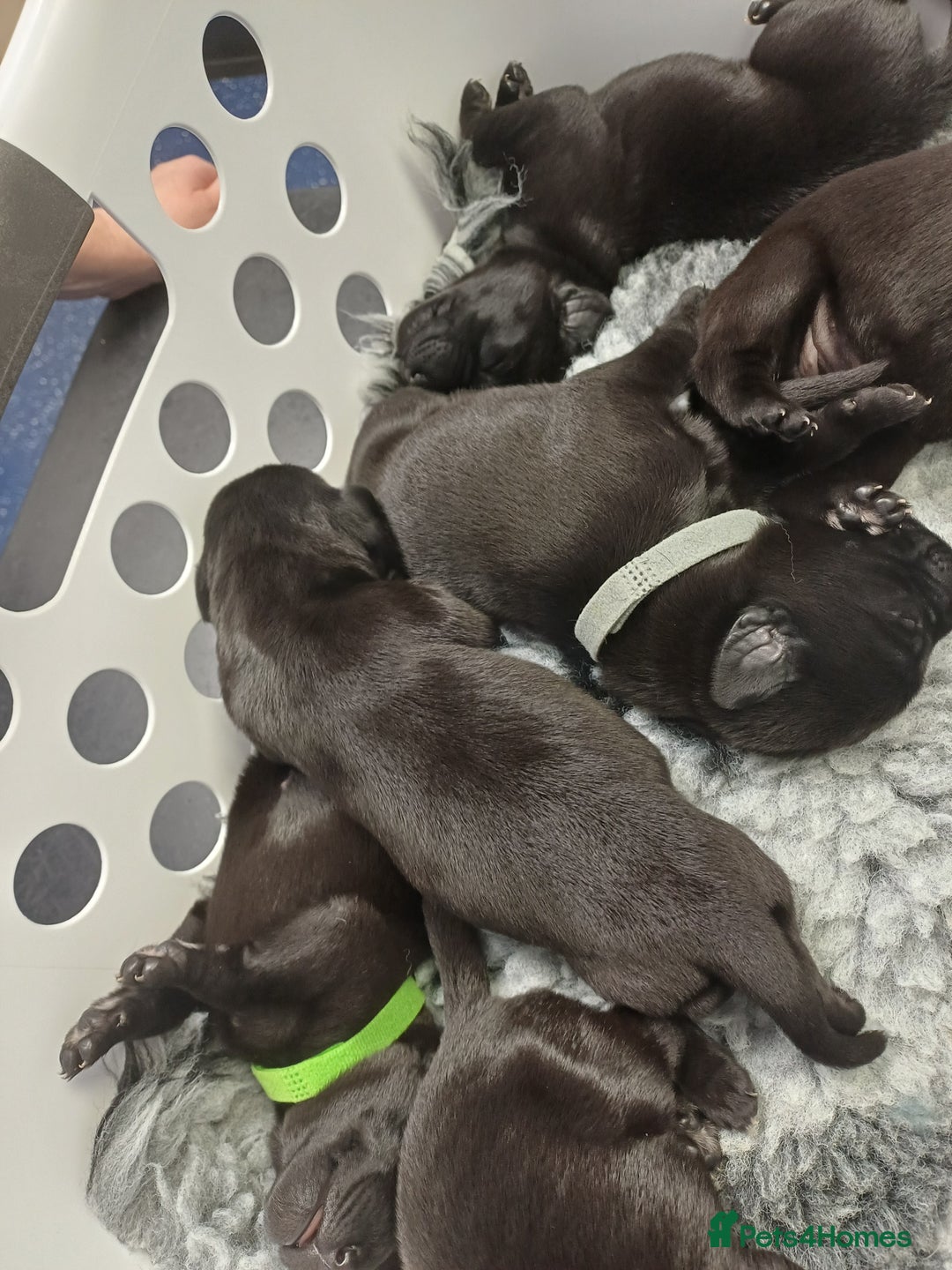 Labrador Retriever dogs for sale: KC registered black lab puppies - Image 4