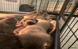 Labrador Retriever dogs for sale: Stunning silver Labradors  - Image 4