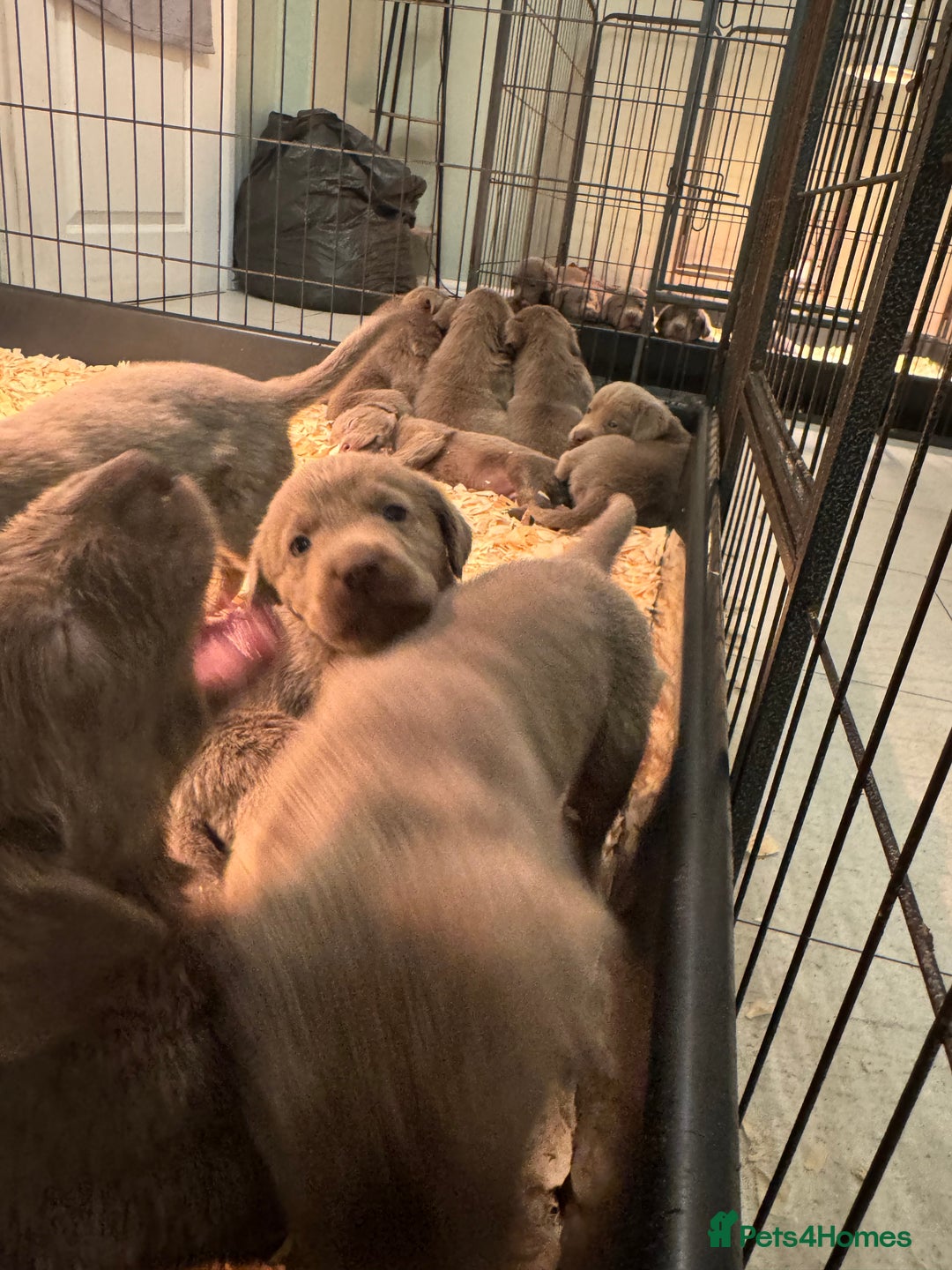 Labrador Retriever dogs for sale: Stunning silver Labradors  - Image 4