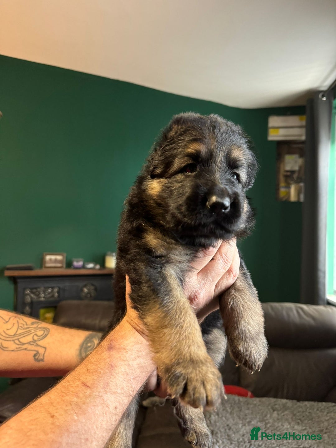 German Shepherd dogs for sale: German Shepherd Litter - Image 12