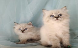Siberian cats for sale: Siberian kittens for sale  - Image 4