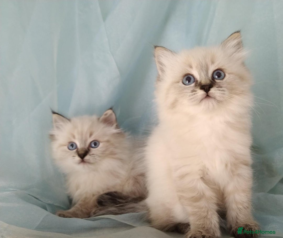 Siberian cats for sale: Siberian kittens for sale  - Image 4