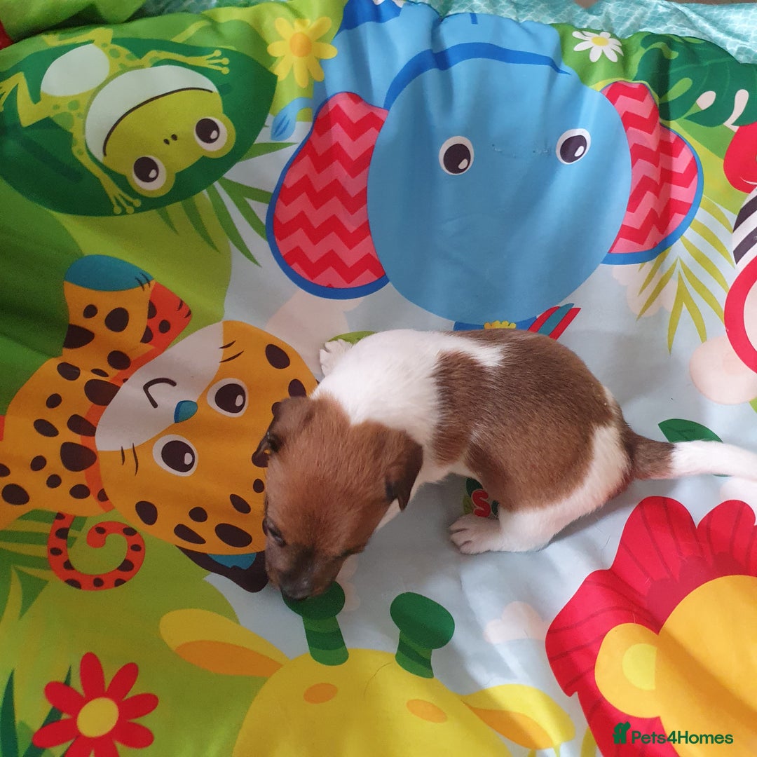 Jack Russell dogs for sale: Jack Russell puppies  - Image 10