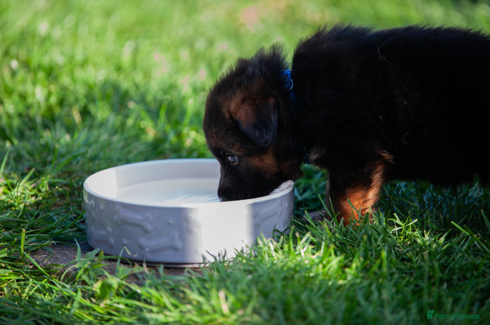 German Shepherd dogs for sale: ❤️🐾 Beautiful Long-Haired GSD Puppies🐾❤️ - Advert 18