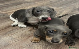 Dachshund dogs for sale: 🩶Silver miniature dachshunds litter READY TO GO🩶 - Image 15