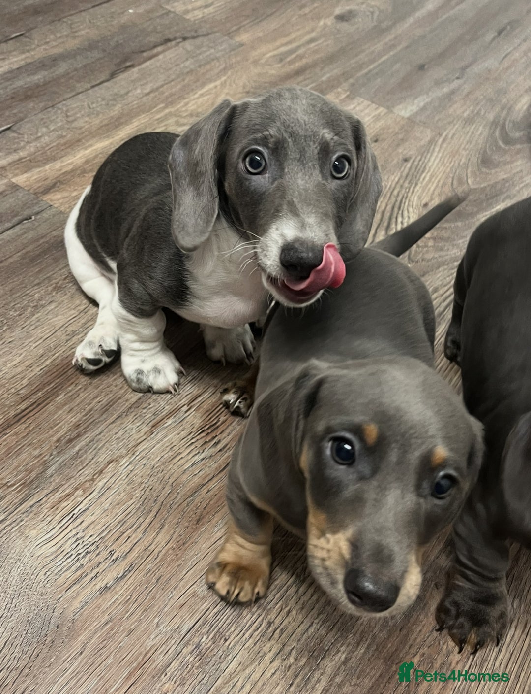 Dachshund dogs for sale: 🩶Silver miniature dachshunds litter READY TO GO🩶 - Image 15