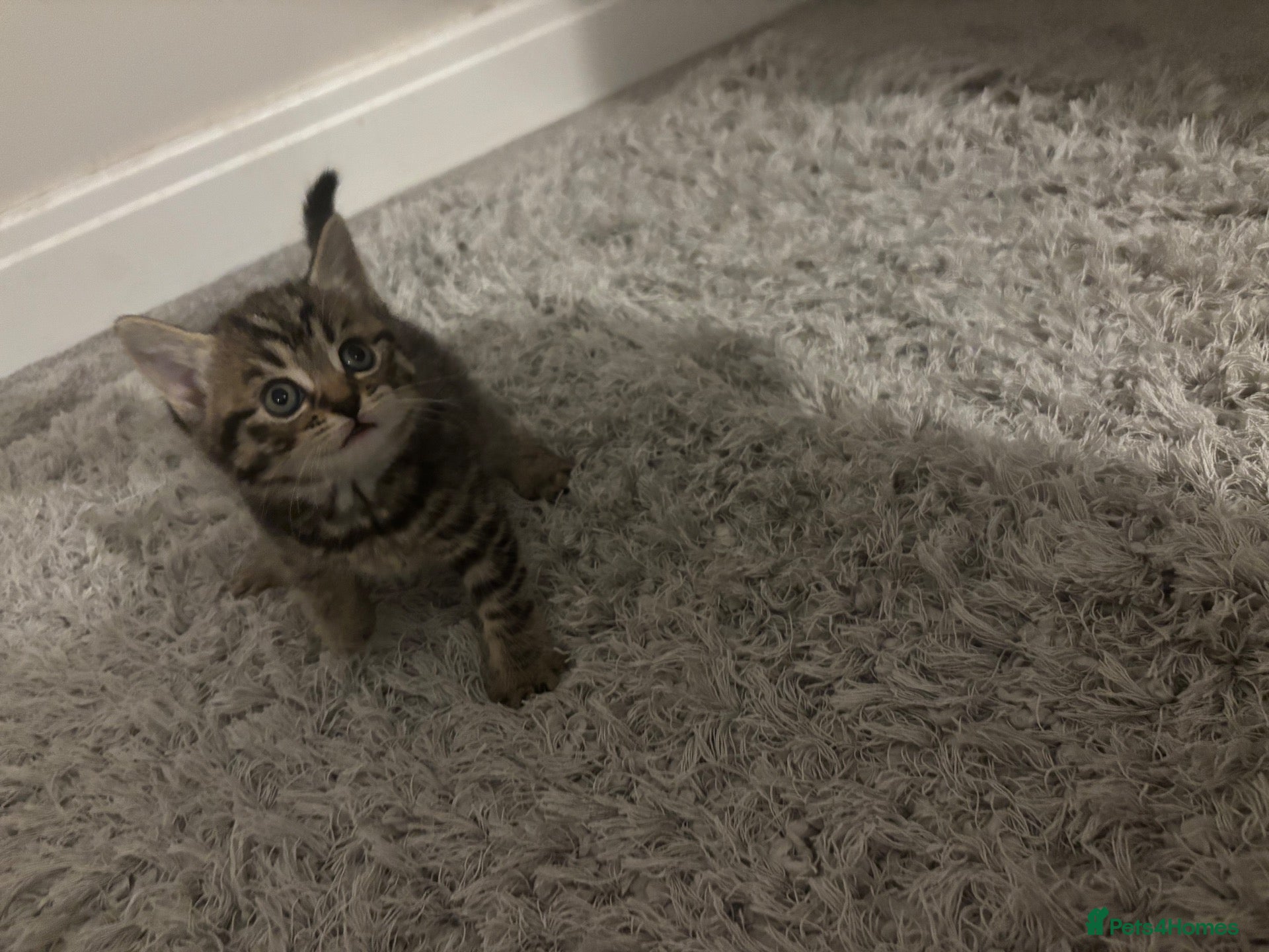 Mixed Breed cats 1 tabby female kitten  - Advert 8