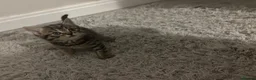 Mixed Breed cats for sale: 1 tabby female kitten  - Advert 1