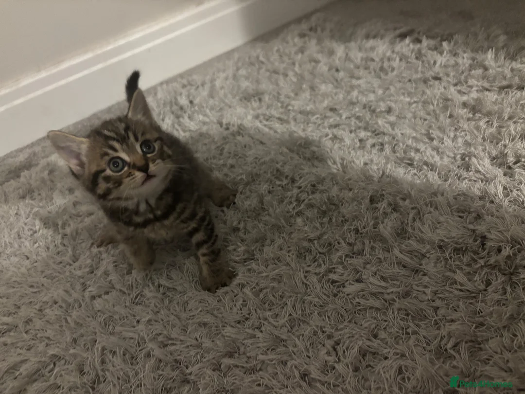 Mixed Breed cats for sale: 1 tabby female kitten  - Advert 1