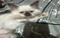 Ragdoll cats for sale: 1 beautiful blue eyed fluffy ragdoll left  - Image 5