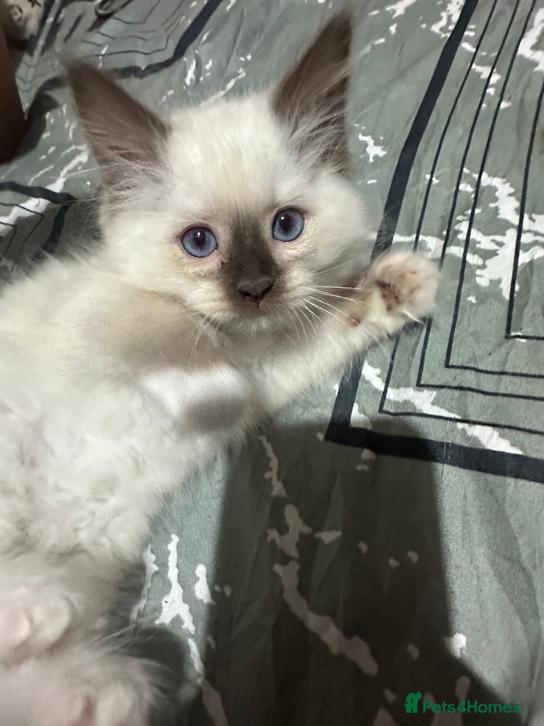 Ragdoll cats for sale: 1 beautiful blue eyed fluffy ragdoll left  - Image 5