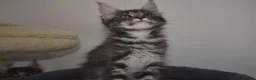 Maine Coon cats for sale: READY FOR COLLECTION  TICA registered kittens - Advert 19