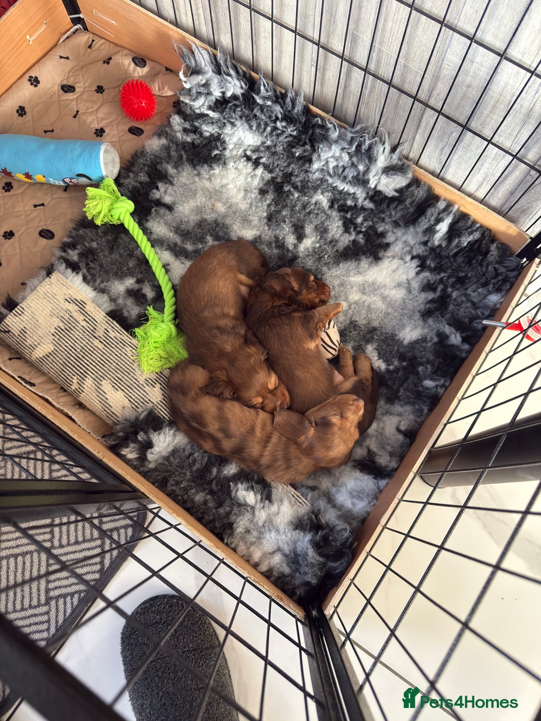 Miniature Dachshund dogs for sale: Beautiful Longhair miniature Dachshund - Image 27