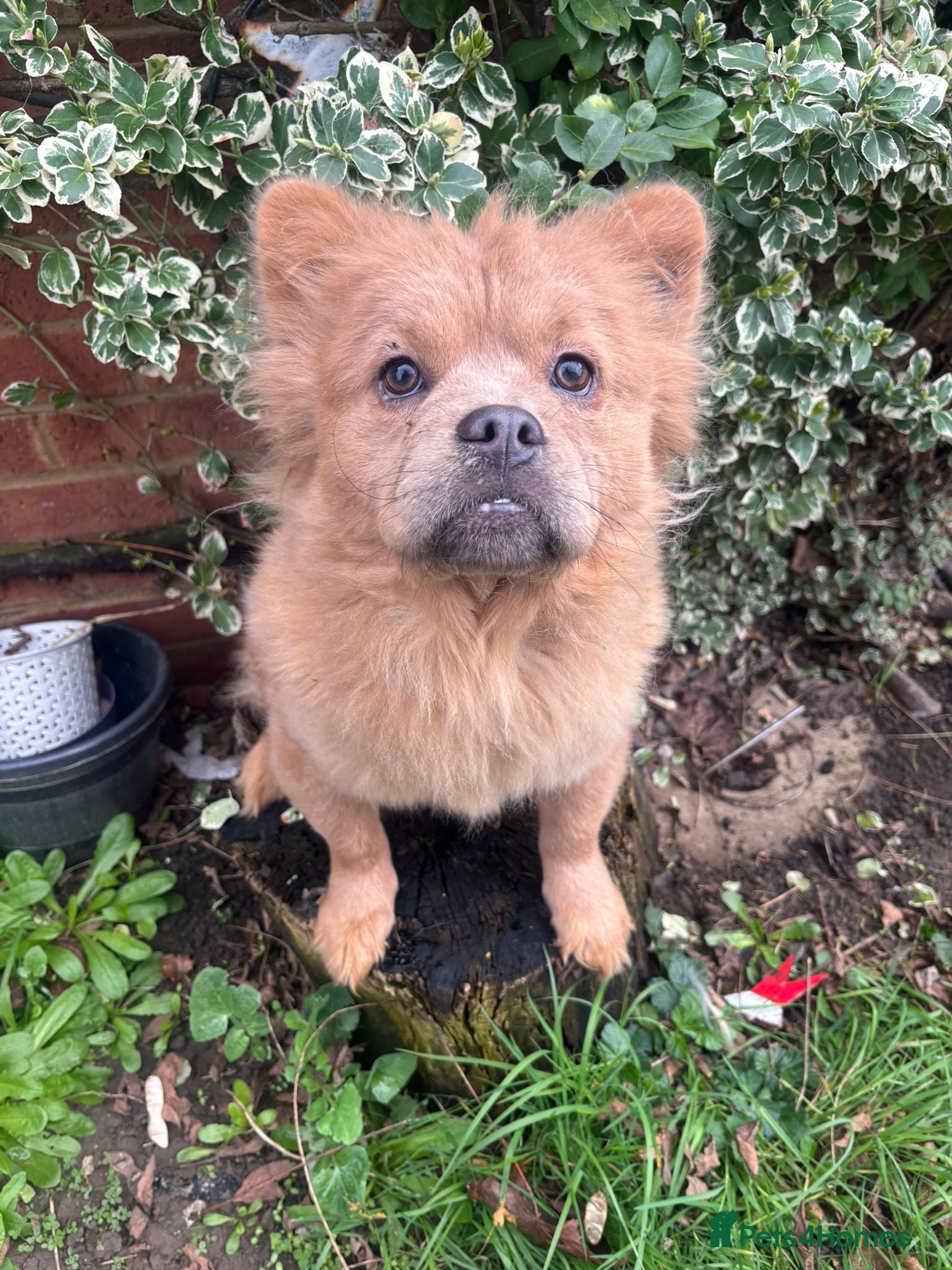 Mixed Breed dogs Frow Frow for sale  - Advert 17