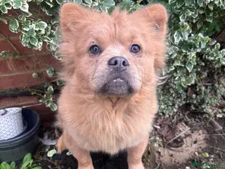 Mixed Breed dogs Frow Frow for sale - Advert 17