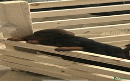 Dobermann dogs for sale: European Dobermans Ready in 2 weeks - Image 20