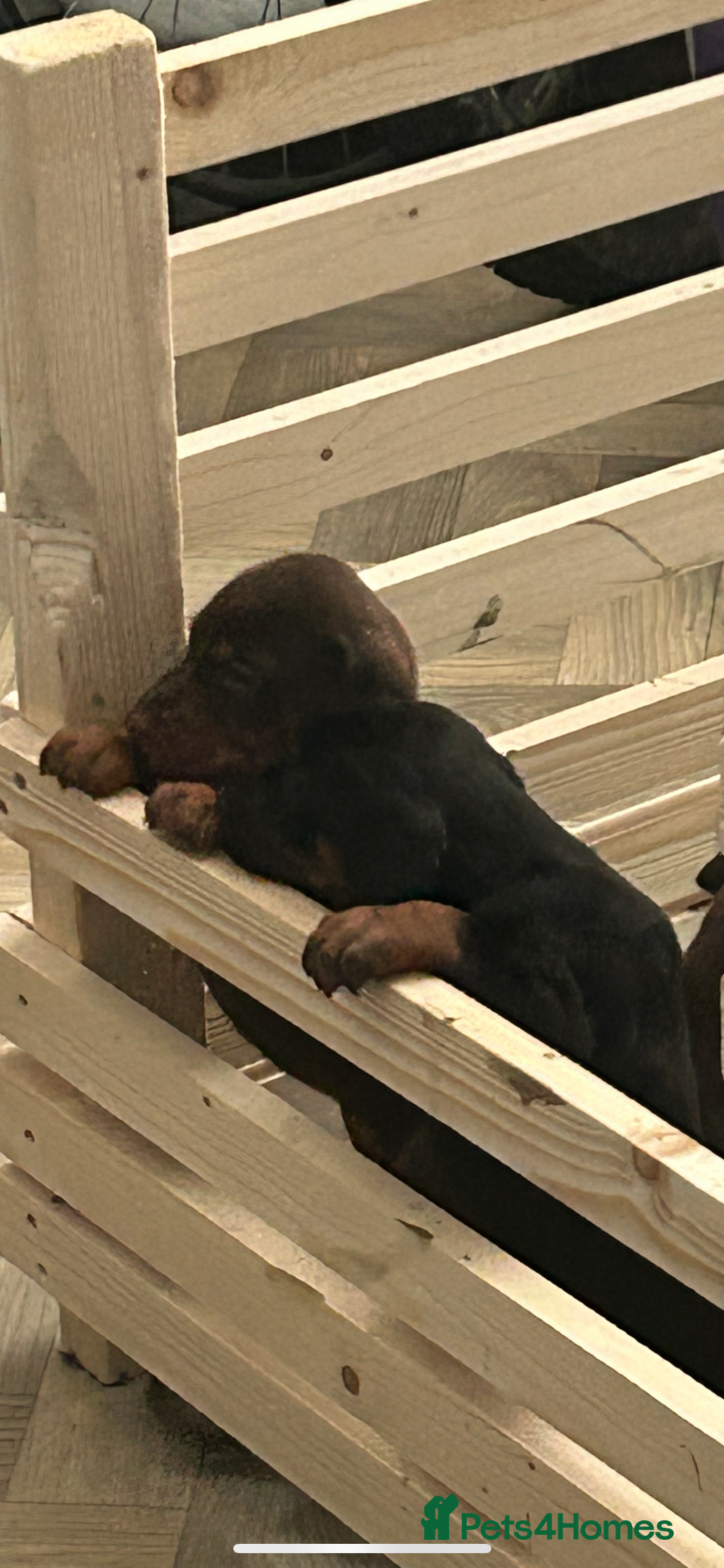 Dobermann dogs for sale: European Dobermans Ready in 2 weeks - Image 20