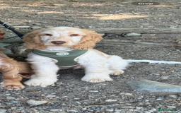 Cocker Spaniel dogs for sale: Murphy- Show Cocker Spaniel - Image 1