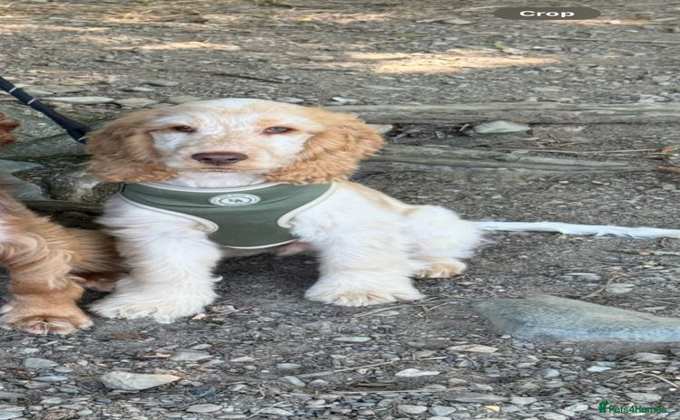 Cocker Spaniel dogs for sale - Advert 1