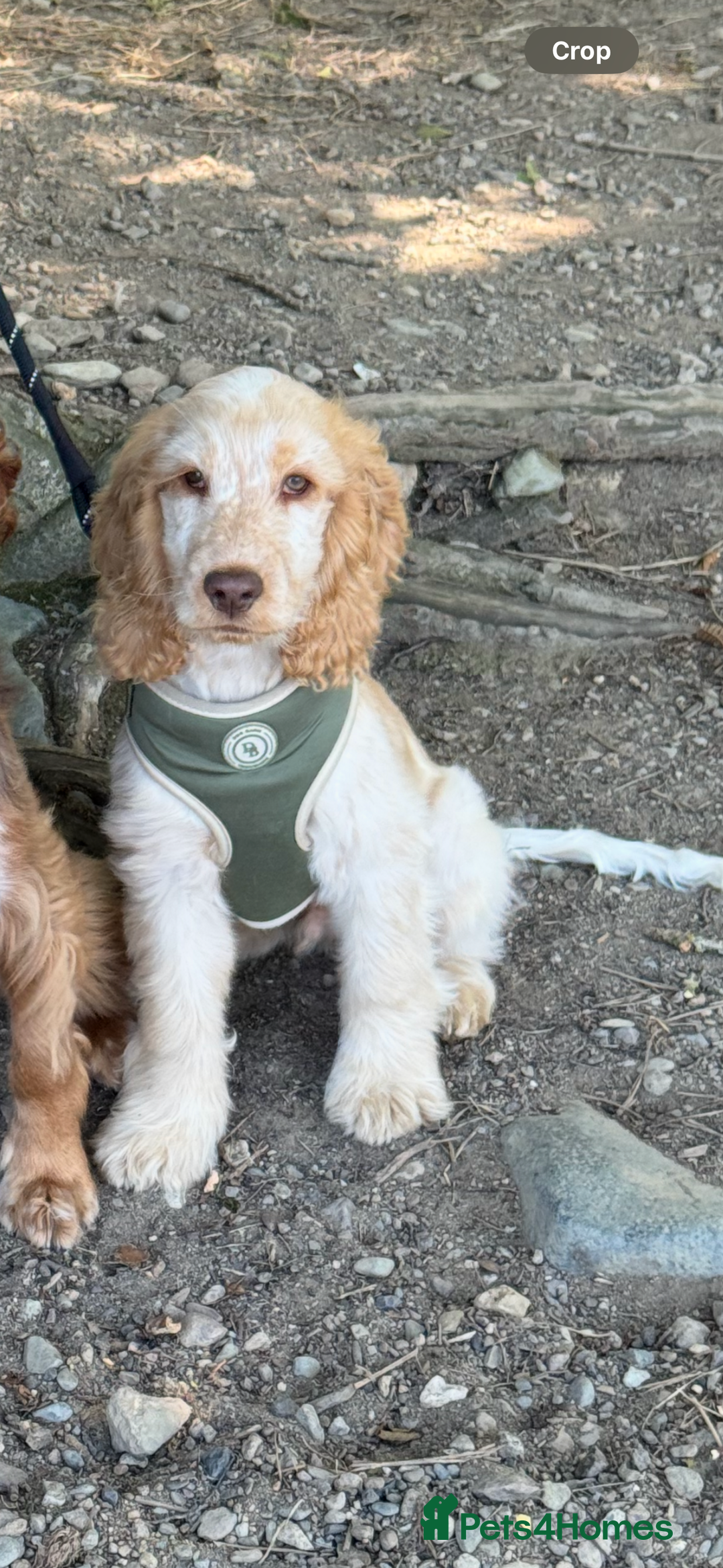 Cocker Spaniel dogs for sale: Murphy- Show Cocker Spaniel - Image 1