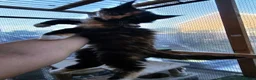 Maine Coon cats for sale: Beautiful Maine Coon Kittens - Advert 8