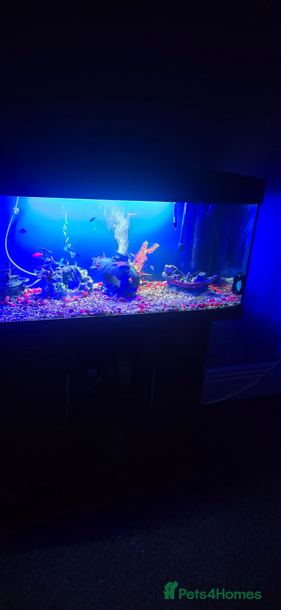 Other/Mixed Breed fish for sale: Tropical mix fish with aquarium  - Advert 5