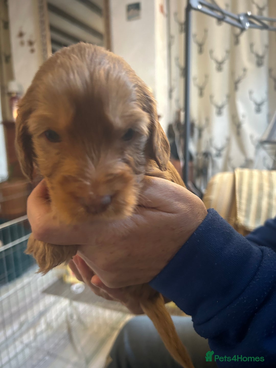 Cockapoo dogs for sale: Beautiful F2 Cockapoo Puppies  - Image 10
