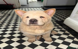 Chow Chow dogs for sale: Our last chow chow for sale !! - Image 3
