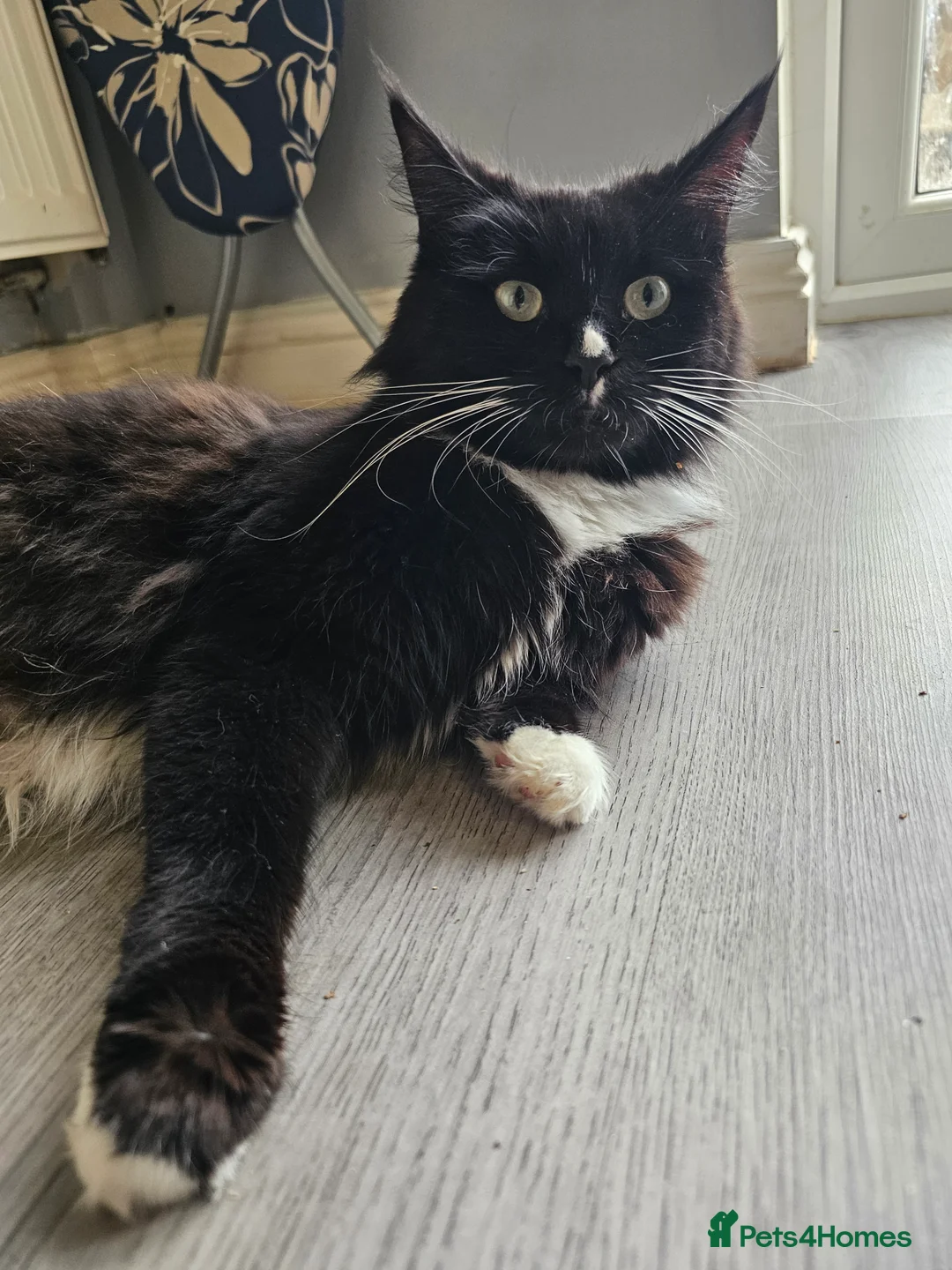 Maine Coon cats for sale: Maine Coon Kittens – Ready After 28th February 🐾 - Advert 3