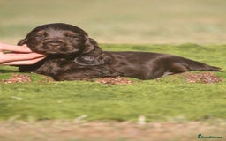 Cocker Spaniel dogs for sale: Show type cocker spaniel pups by Rosie - Image 12